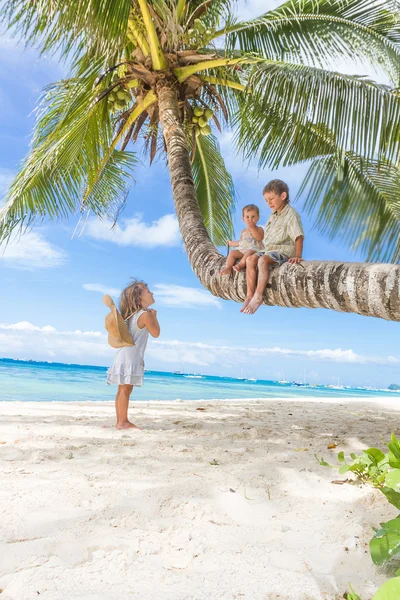 De gelukkige kinderen - jongen en meisjes - zitten op palmboom, tropische — Stockfoto