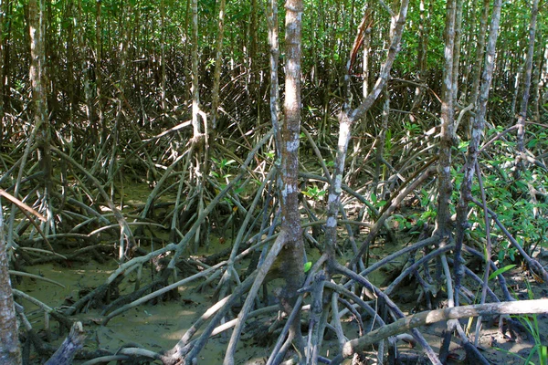 Mangrove forest — Stock Photo, Image