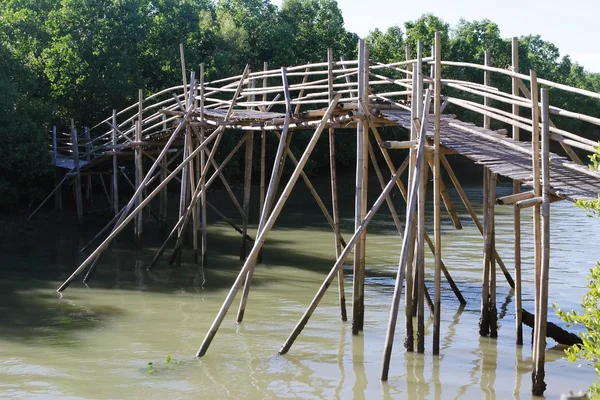 Mangrove forest, houten brug — Stockfoto