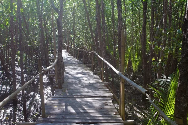 Mangroveskog, träbro — Stockfoto