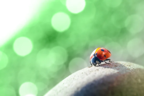 Ladybug isolated on white background — Stock Photo, Image