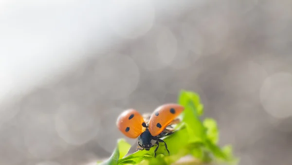 Coccinelle sur fond naturel — Photo