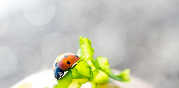 Ladybug on natural background — Stock Photo, Image