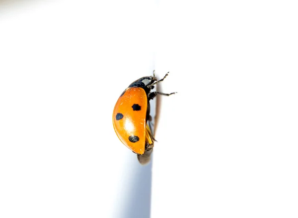 Ladybug isolated on white background — Stock Photo, Image