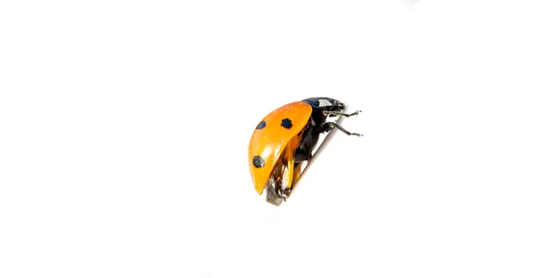 Ladybug isolated on white background — Stock Photo, Image