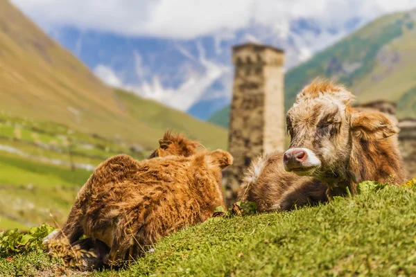 ウシュグリ上スヴァネティ、ジョージア州、ヨーロッパ。コーカサス山脈. — ストック写真