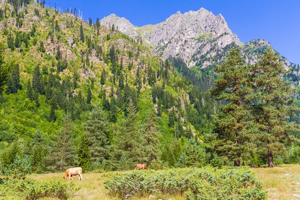 Beautiful view of alpine meadows. Upper Svaneti, Georgia, Europe — Stock Photo, Image