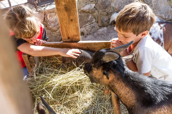 Twee kinderen - jongen en meisje - verzorging van huisdieren op veel — Stockfoto