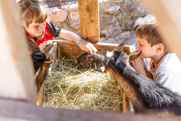 Two kids - boy and girl - taking care of domestic animals on far — Stock Photo, Image