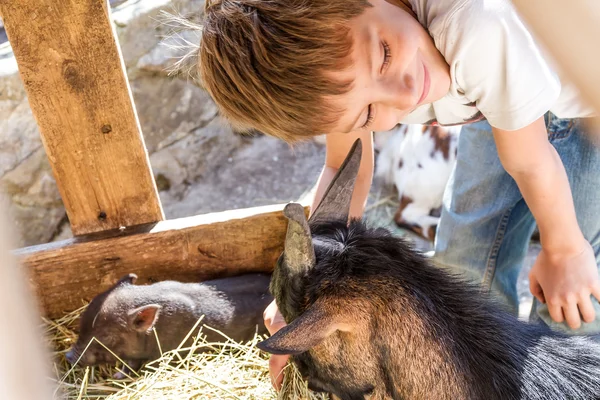 Ung pojke ta hand om husdjur på en gård — Stockfoto