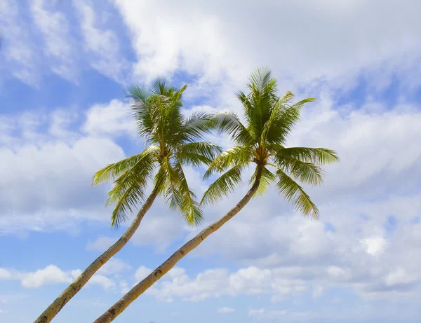 Palm trees on sky background — Stock Photo, Image