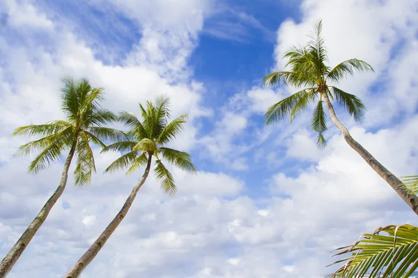 Palmiers sur fond de ciel — Photo