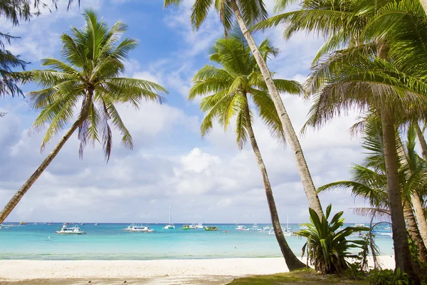 Palmbomen op de achtergrond van de hemel en zee — Stockfoto