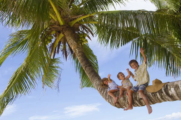 Três crianças - menino e meninas - sentadas na palmeira na trópica — Fotografia de Stock