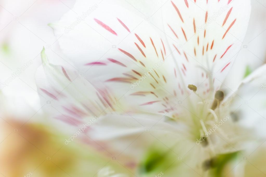 close up of beautiful flower on green natural background