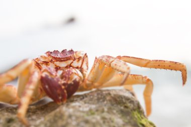 Sahilde kırmızı yengeç