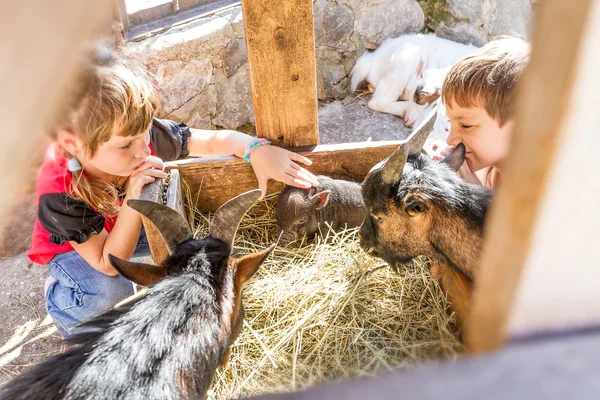 Twee kinderen - jongen en meisje - verzorging van huisdieren op veel — Stockfoto