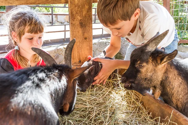 Två barn - pojke och flicka - ta hand om husdjur på långt — Stockfoto