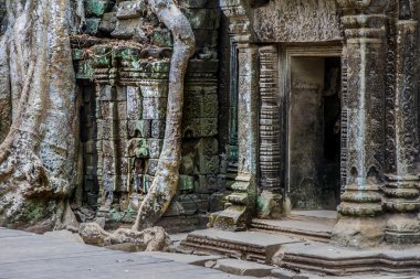 Ficus Strangulosa Banyan tree anci bir kapı üzerinde büyüyen