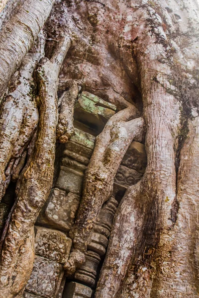 Ficus Strangulosa Banyan copac în creștere peste o ușă în anci — Fotografie, imagine de stoc