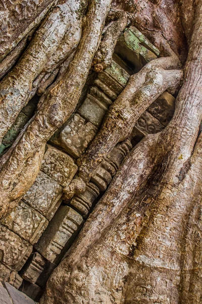 Ficus Strangulosa Banyan tree growing over a doorway in the anci — Stock Photo, Image