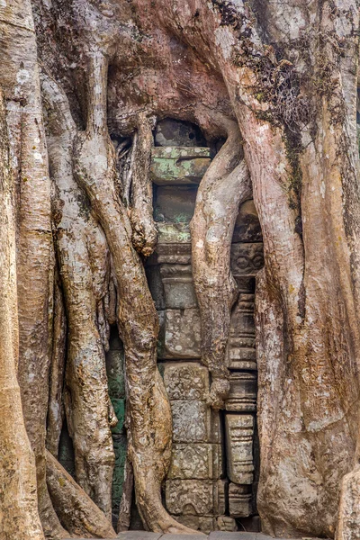 Ficus Strangulosa Banyan tree growing over a doorway in the anci — Stock Photo, Image