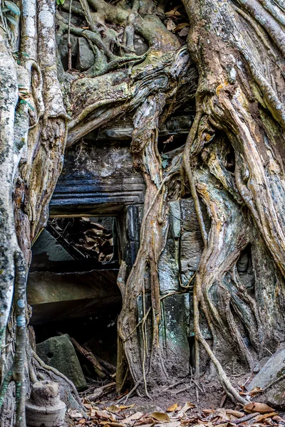 Ficus Strangulosa Banyan tree growing over a doorway in the anci — Stock Photo, Image