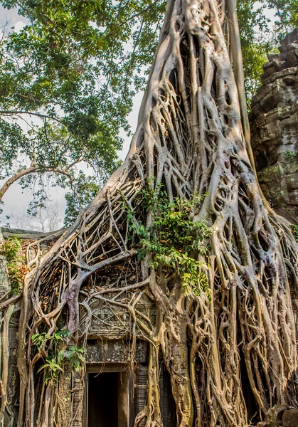 Ficus Strangulosa Banyan tree growing over a doorway in the anci — Stock Photo, Image