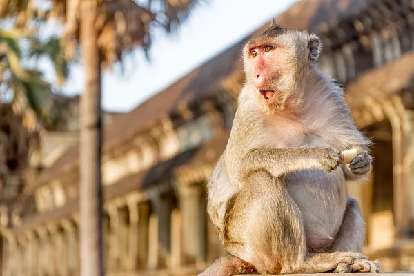Портрет обезьяны, Ангкор Ват, Камбоджа, на заднем плане — стоковое фото