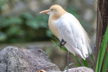 Sığır balıkçıl (Bubulcus Ibis) içinde kuş Parkı, Kuala Lumpur