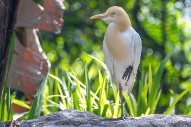 Sığır balıkçıl (Bubulcus Ibis) içinde kuş Parkı, Kuala Lumpur
