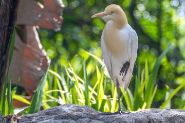 Sığır balıkçıl (Bubulcus Ibis) içinde kuş Parkı, Kuala Lumpur