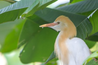 Sığır balıkçıl (Bubulcus Ibis) içinde kuş Parkı, Kuala Lumpur