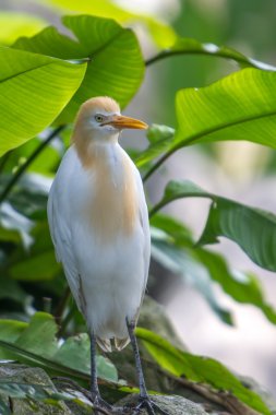 Sığır balıkçıl (Bubulcus Ibis) içinde kuş Parkı, Kuala Lumpur