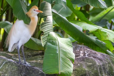 Sığır balıkçıl (Bubulcus Ibis) içinde kuş Parkı, Kuala Lumpur