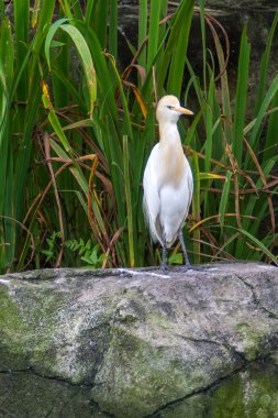 Sığır balıkçıl (Bubulcus Ibis) içinde kuş Parkı, Kuala Lumpur
