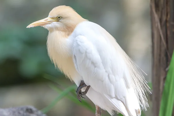 Bovini Egret (Bubulcus ibis) nel parco degli uccelli di Kuala Lumpur — Foto Stock