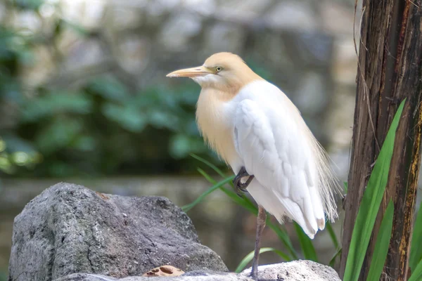 Aigrette des bovins (Bubulcus ibis) dans le parc ornithologique de Kuala Lumpur — Photo