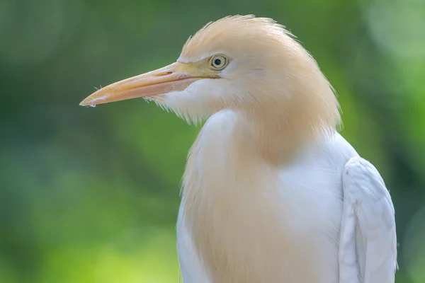 Bovini Egret (Bubulcus ibis) nel parco degli uccelli di Kuala Lumpur — Foto Stock