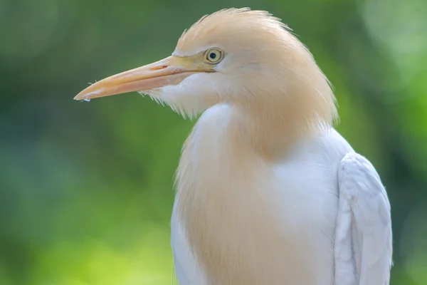 Cattle Egret (Bubulcus ibis) in bird park of Kuala Lumpur — Stock Photo, Image