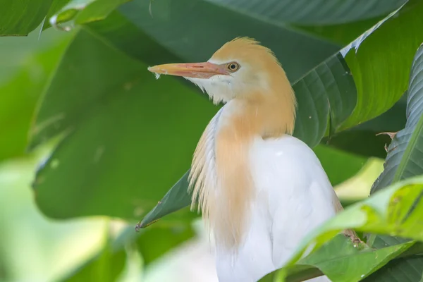 Aigrette des bovins (Bubulcus ibis) dans le parc ornithologique de Kuala Lumpur — Photo