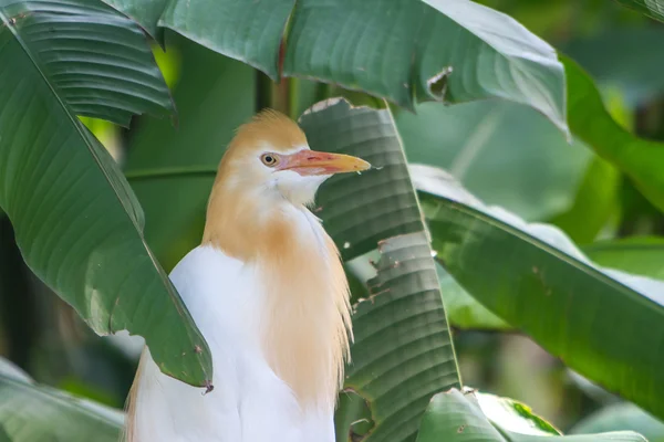 Garza bovina (Bubulcus ibis) en el parque de aves de Kuala Lumpur — Foto de Stock