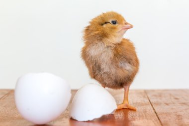 küçük tavuk üzerinde beyaz izole