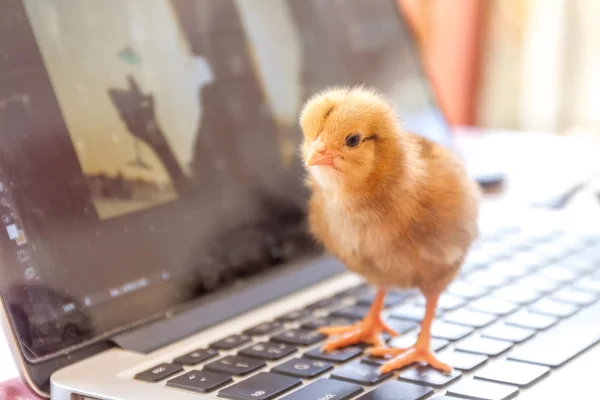 Linda chica en el teclado del ordenador portátil, ecologistas tecnología de cooperación — Foto de Stock