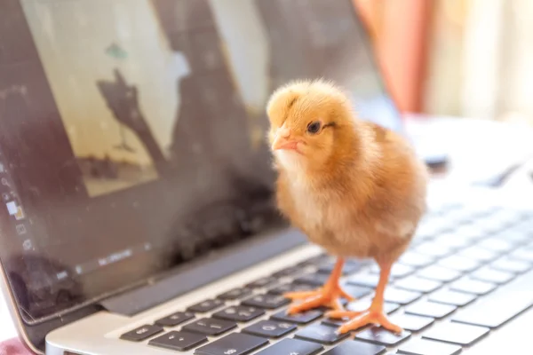 Linda chica en el teclado del ordenador portátil, ecologistas tecnología de cooperación —  Fotos de Stock