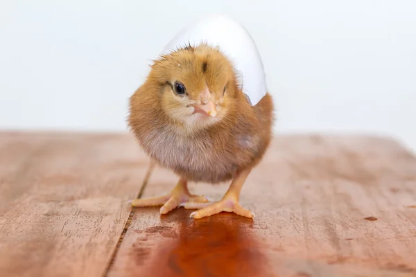 Kleines Huhn isoliert auf dem weißen — Stockfoto