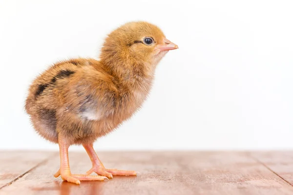 Pollito aislado en el blanco — Foto de Stock