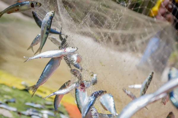 Rete da pesca con pesci su sfondo naturale — Foto Stock