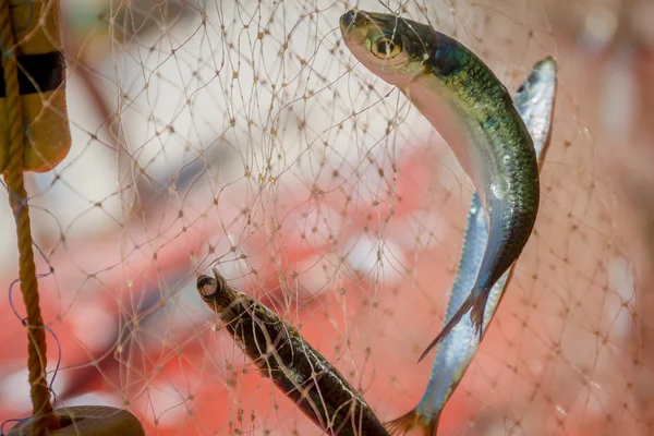 Rede de pesca com peixes em fundo natural — Fotografia de Stock