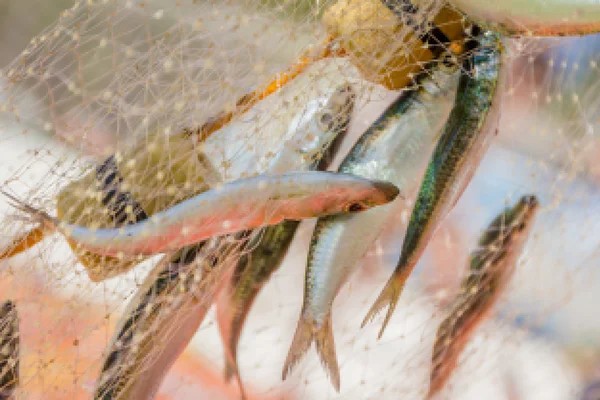 Red de pesca con peces sobre fondo natural — Foto de Stock